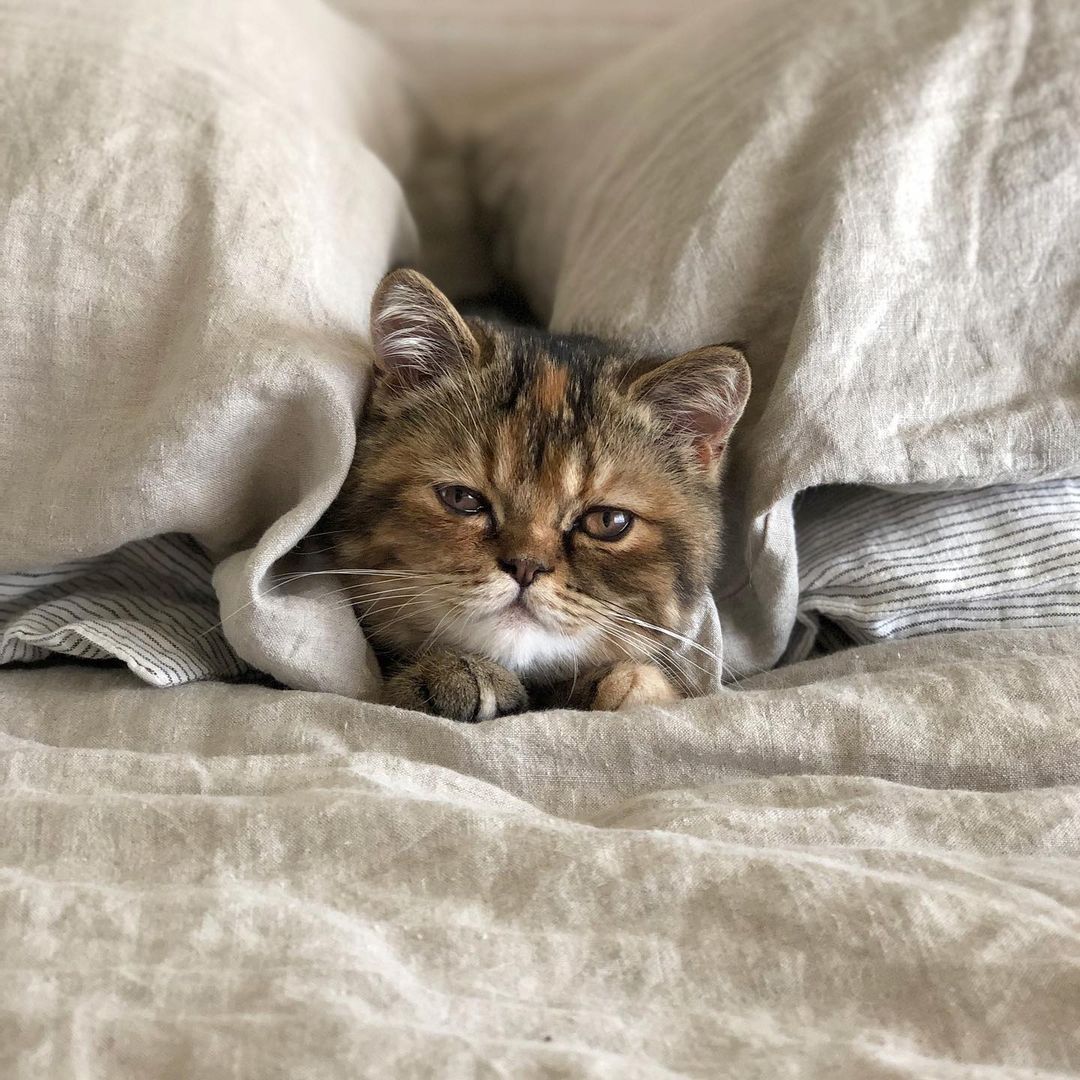 Natural Linen Pillowcases - Image 10